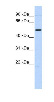 TRIM55 antibody