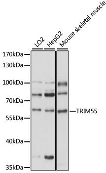TRIM55 antibody