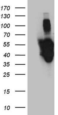 TRIM56 Antibody