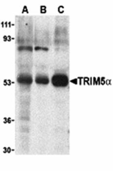 TRIM5 alpha Antibody