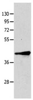 TRIM63 Antibody