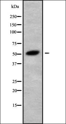 TRIM68 antibody