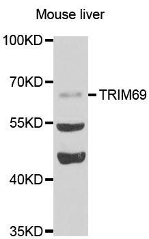 TRIM69 antibody