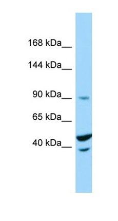 TRIM71 antibody
