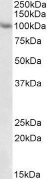 Goat anti-TRIM71 (aa390-402) Antibody