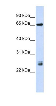 TRIM8 antibody