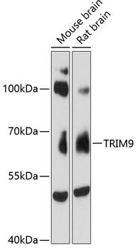 TRIM9 antibody