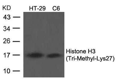 Tri-Methyl-Histone H3 (Lys27) antibody