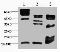 Tri-methyl-Histone H3(K9) antibody
