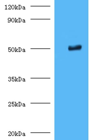 Trimethyllysine dioxygenase, mitochondrial antibody (FITC)