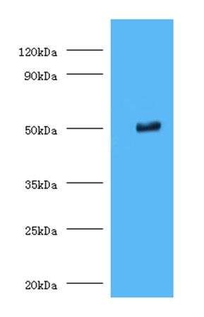 Trimethyllysine dioxygenase, mitochondrial antibody