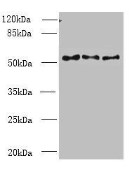 TRIML1 antibody