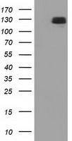 Tristetraprolin Antibody