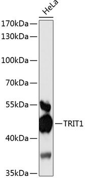 TRIT1 antibody