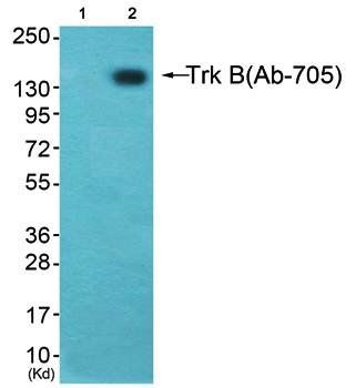 Trk B antibody