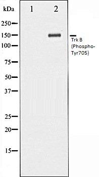 TrkB (Phospho-Tyr705) antibody