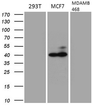 TrkA Antibody