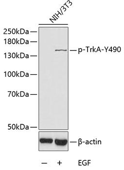 TrkA (Phospho-Y490) antibody