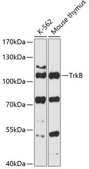 TrkB antibody