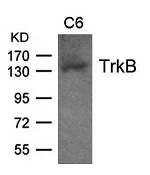 TrkB (Ab-705) Antibody