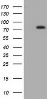 TrkC (NTRK3) antibody