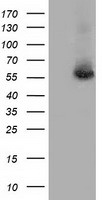 TrkC (NTRK3) antibody