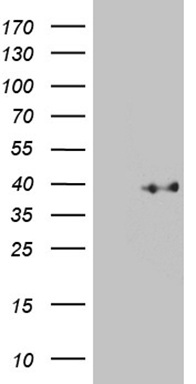 TRMT12 antibody