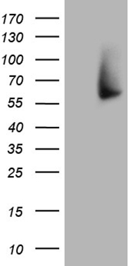TRMT12 antibody