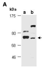 TRMT2A (N) Antibody, Rabbit Polyclonal