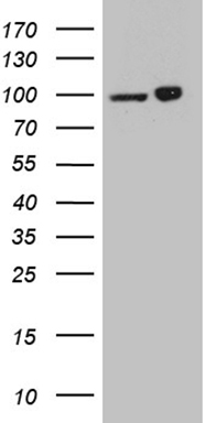 TRMT5 antibody