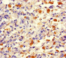 tRNA methyltransferase 112 homolog antibody