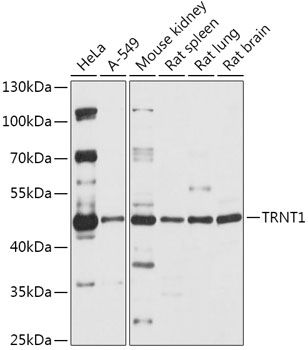 TRNT1 antibody