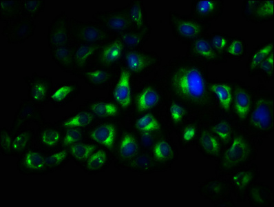 TRO antibody