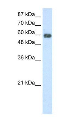 TROVE2 antibody