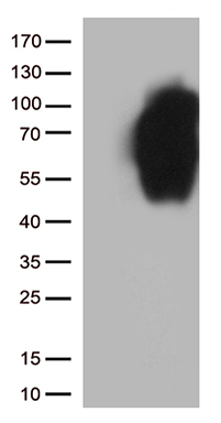 TROY (TNFRSF19) antibody