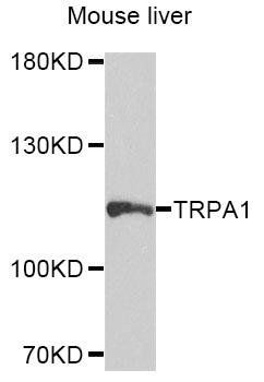 TRPA1 antibody