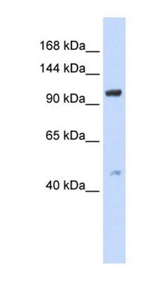 TRPC4 antibody