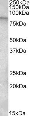 Goat anti-TRPC4AP Antibody