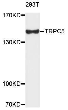 TRPC5 antibody