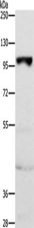 TRPM5 antibody