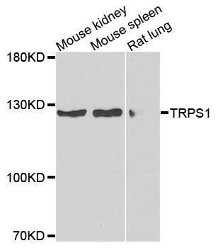 TRPS1 antibody