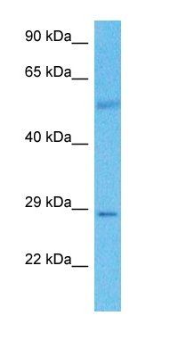 TRPT1 antibody