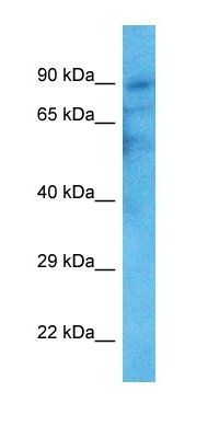 TRPV2 antibody