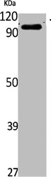 TRPV4 Antibody