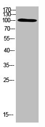 TRPV4 antibody