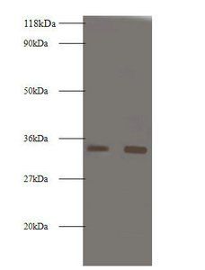 PRSS3 Antibody