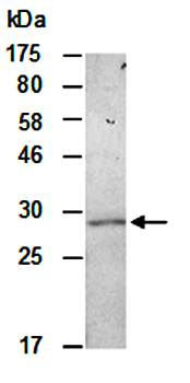 Trypsin 1 antibody