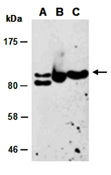 TSC1 (C2) Antibody, Rabbit Polyclonal