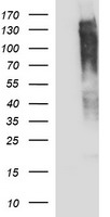 TSC22D3 antibody