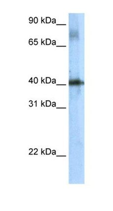 Tsc22d4 antibody